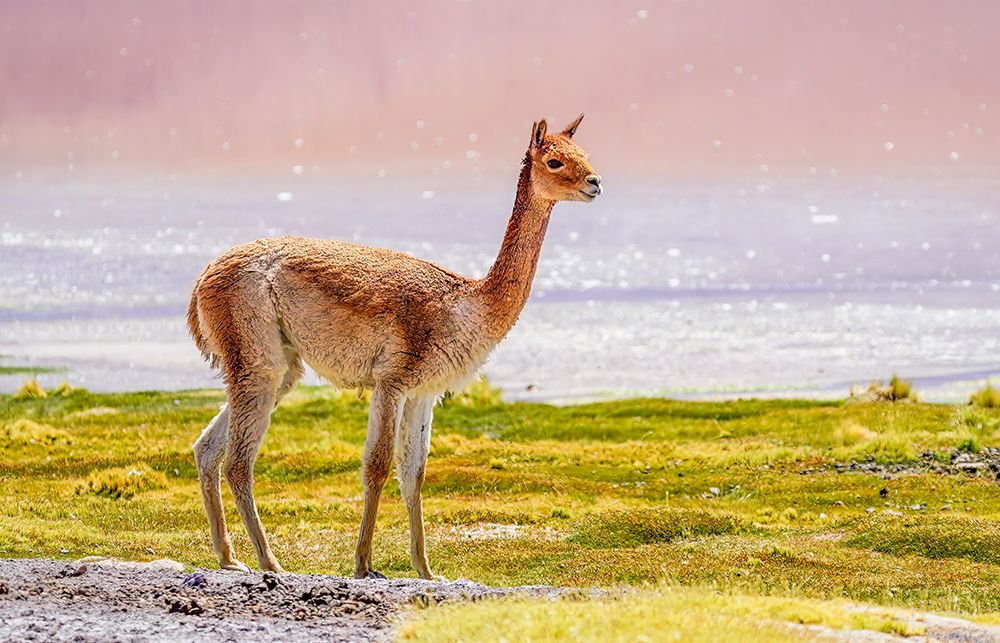 Bolivia. Close-up portrait of young, solitary Vicuna grazing near the shores of Laguna Colorada.